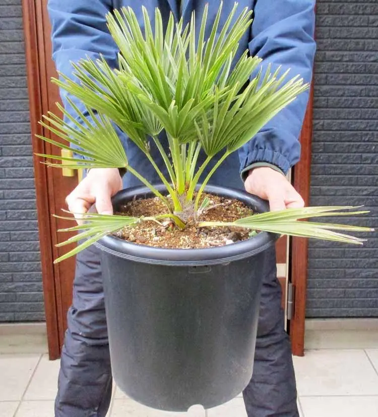 2026年最新】チャメロプス ボルケーノの人気アイテム - メルカリ