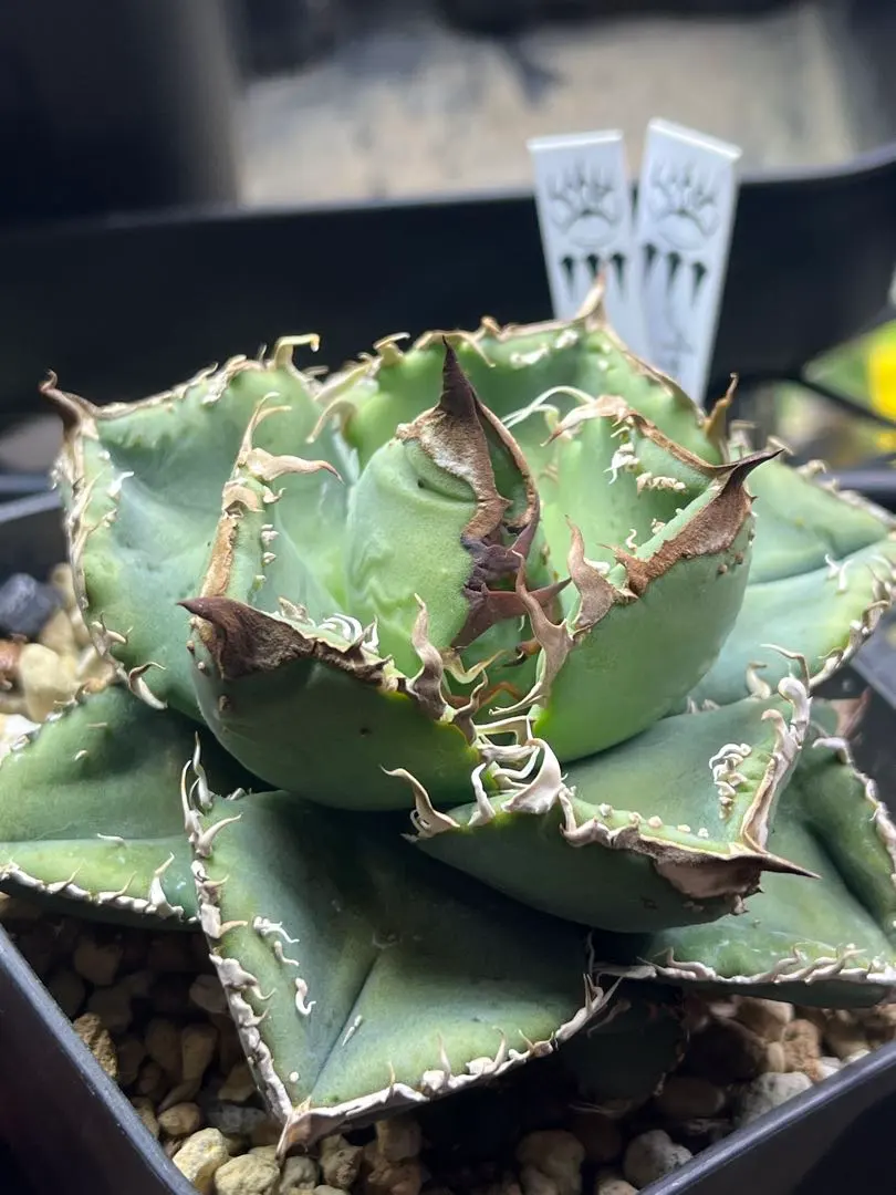 2026年最新】DENNIS アガベの人気アイテム - メルカリ