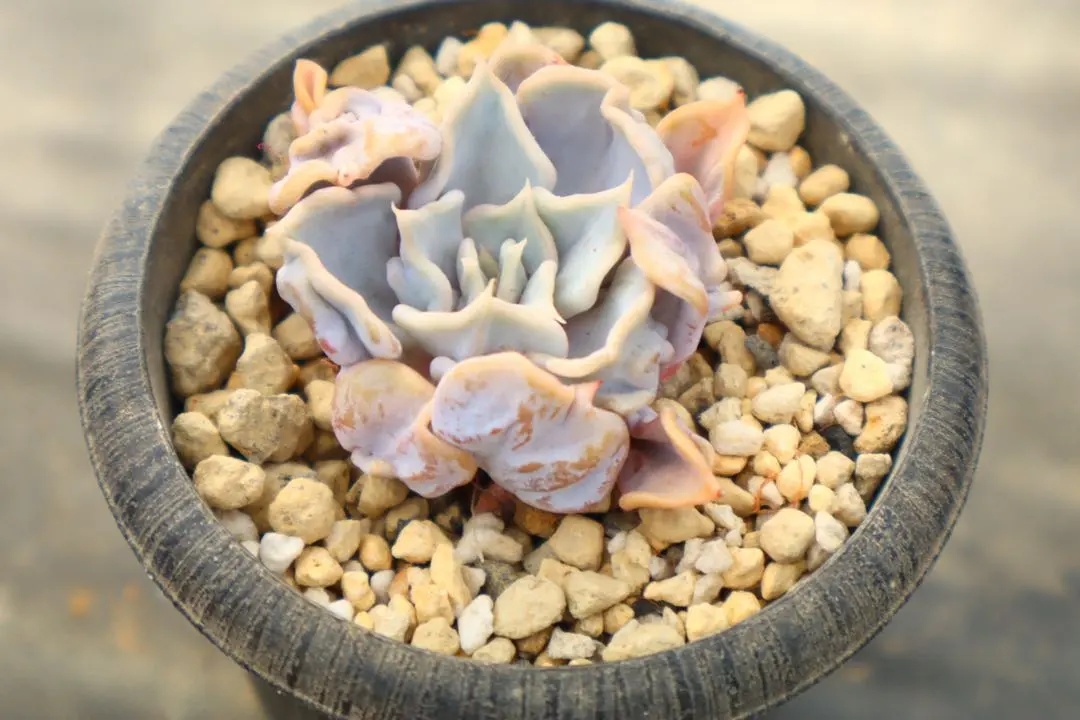 2026年最新】スリラーパール 多肉の人気アイテム - メルカリ