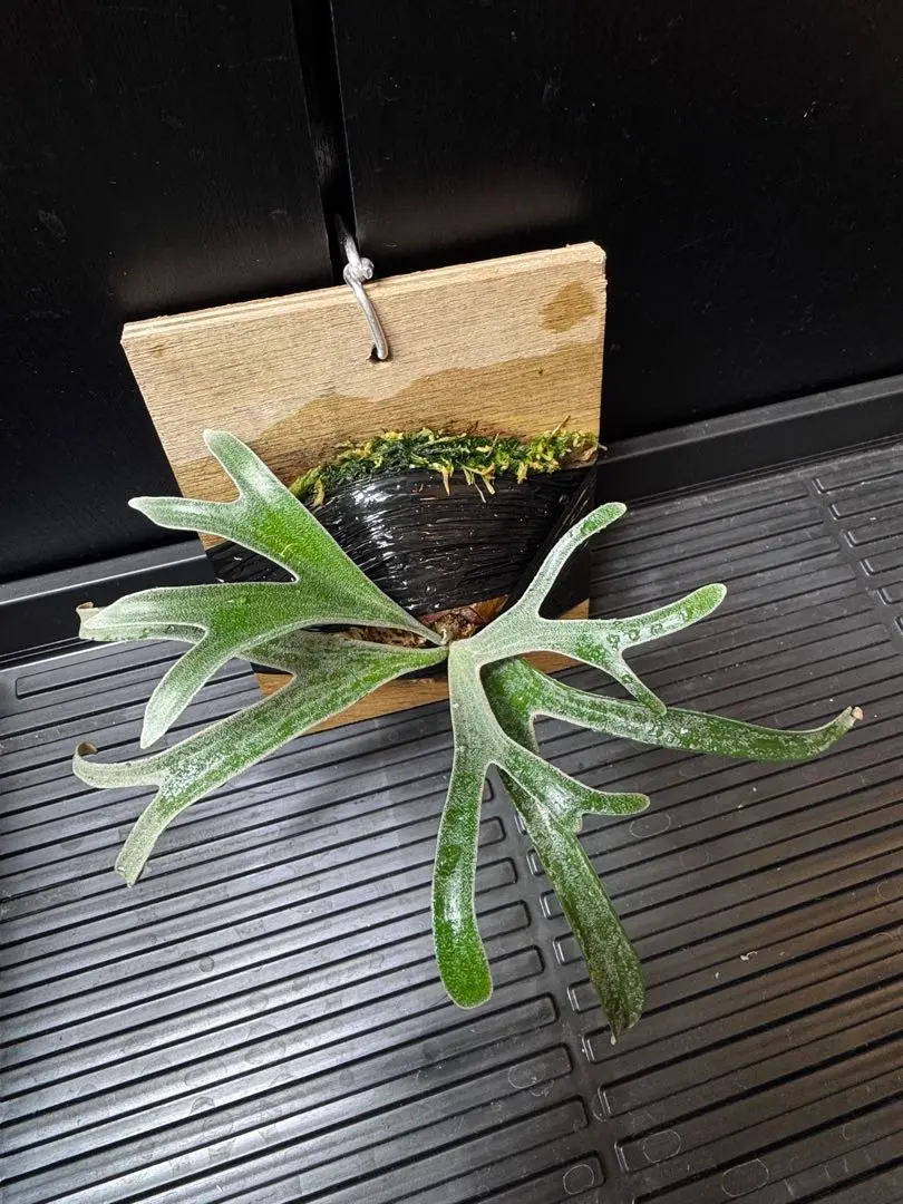 2026年最新】アルマダドワーフの人気アイテム - メルカリ