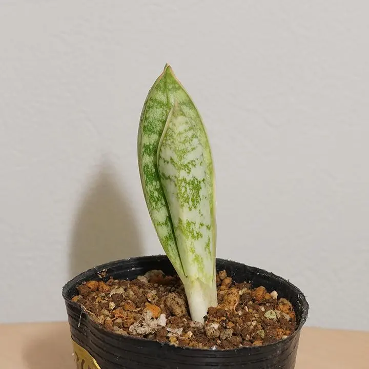 2026年最新】サンスベリア ロリダ 斑入りの人気アイテム - メルカリ