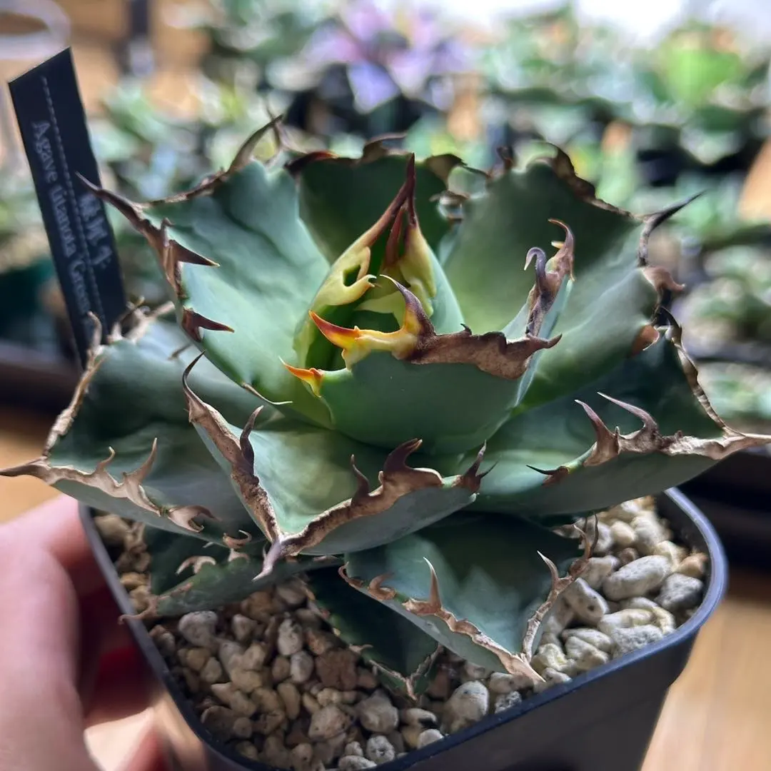 2026年最新】緑犀牛の人気アイテム - メルカリ