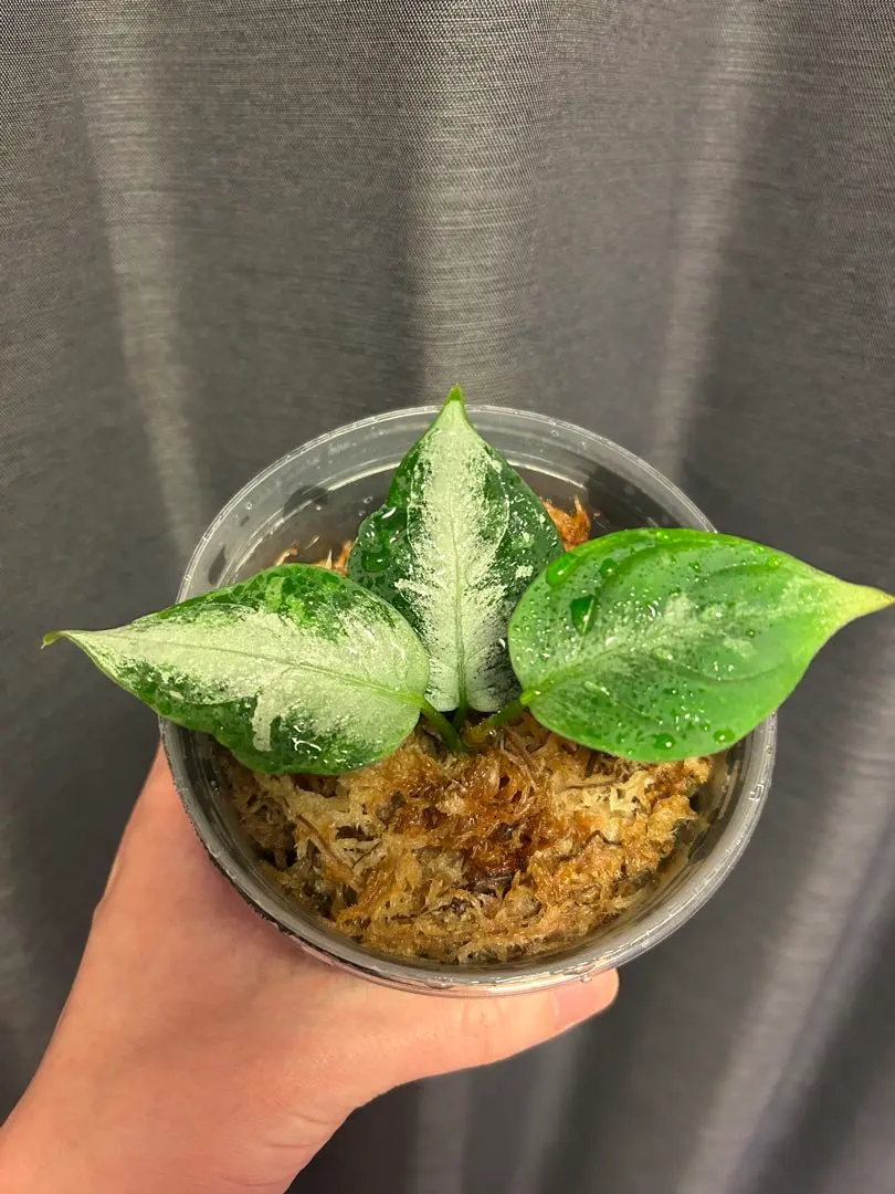 2026年最新】柳緑花紅 アグラオネマの人気アイテム - メルカリ