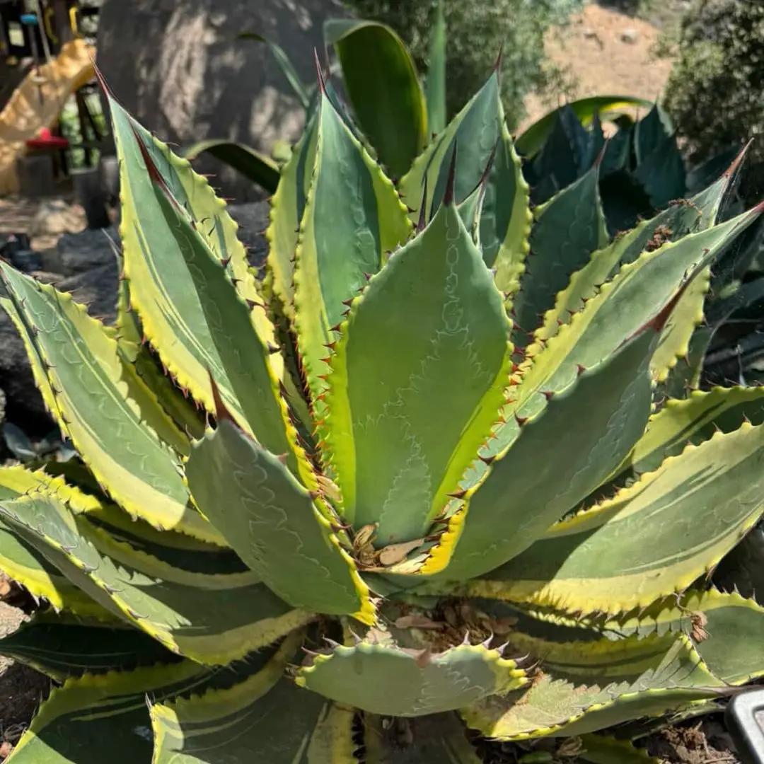 2026年最新】ボビコルヌータの人気アイテム - メルカリ