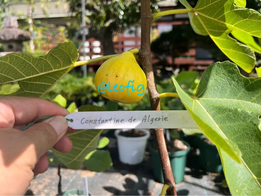 2026年最新】CDA イチジクの人気アイテム - メルカリ