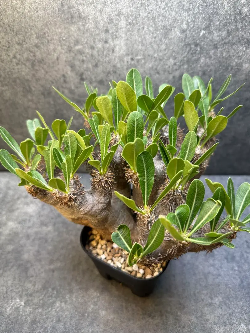 2026年最新】チレコドン ワリチーの人気アイテム - メルカリ