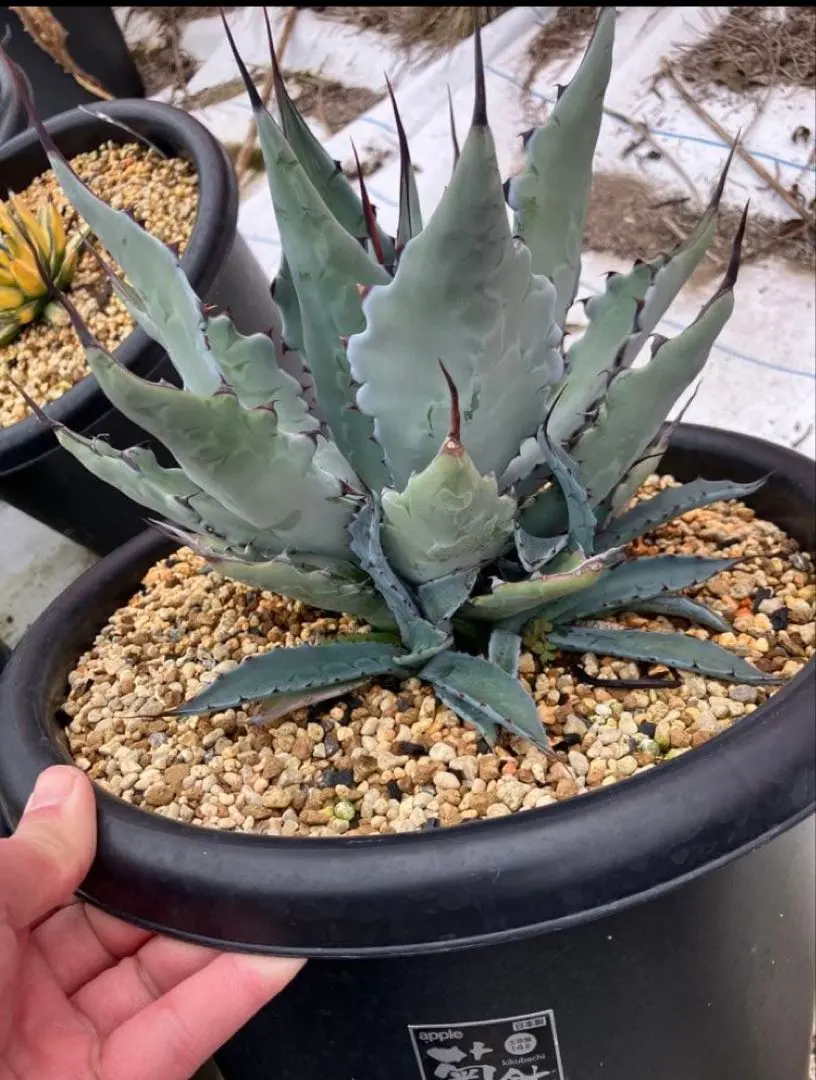 2026年最新】アガベコロラータの人気アイテム - メルカリ