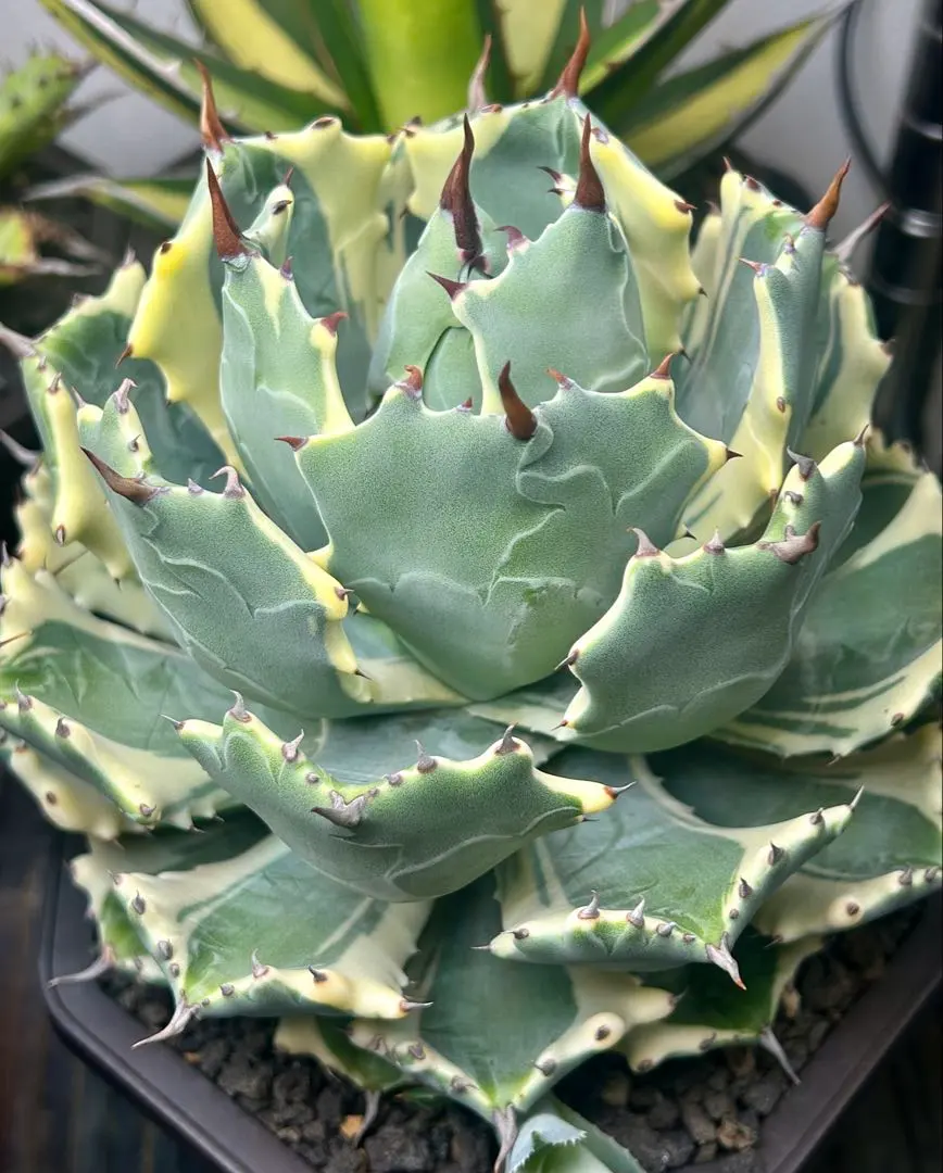 2026年最新】アトミックゴールド アガベの人気アイテム - メルカリ