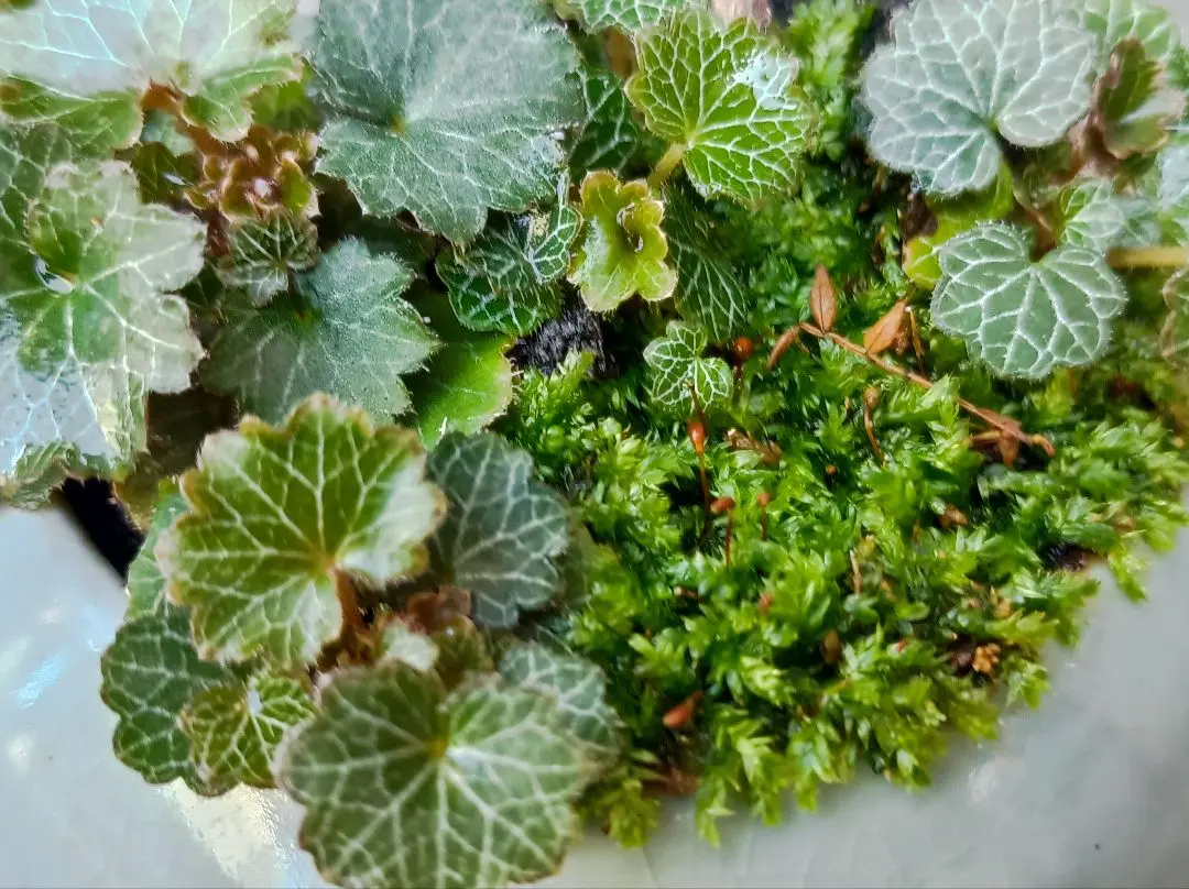 2026年最新】ブナ盆栽の人気アイテム - メルカリ