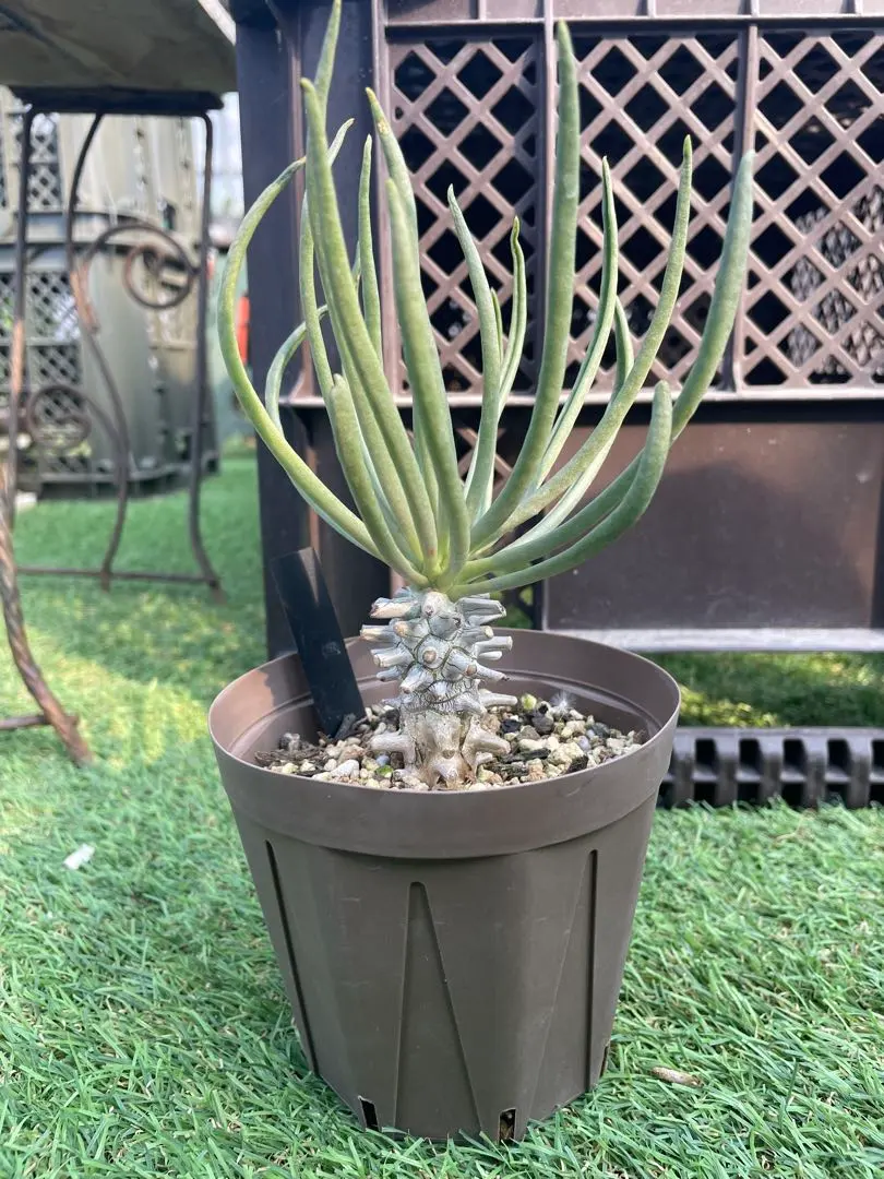 2026年最新】チレコドン ワリチーの人気アイテム - メルカリ