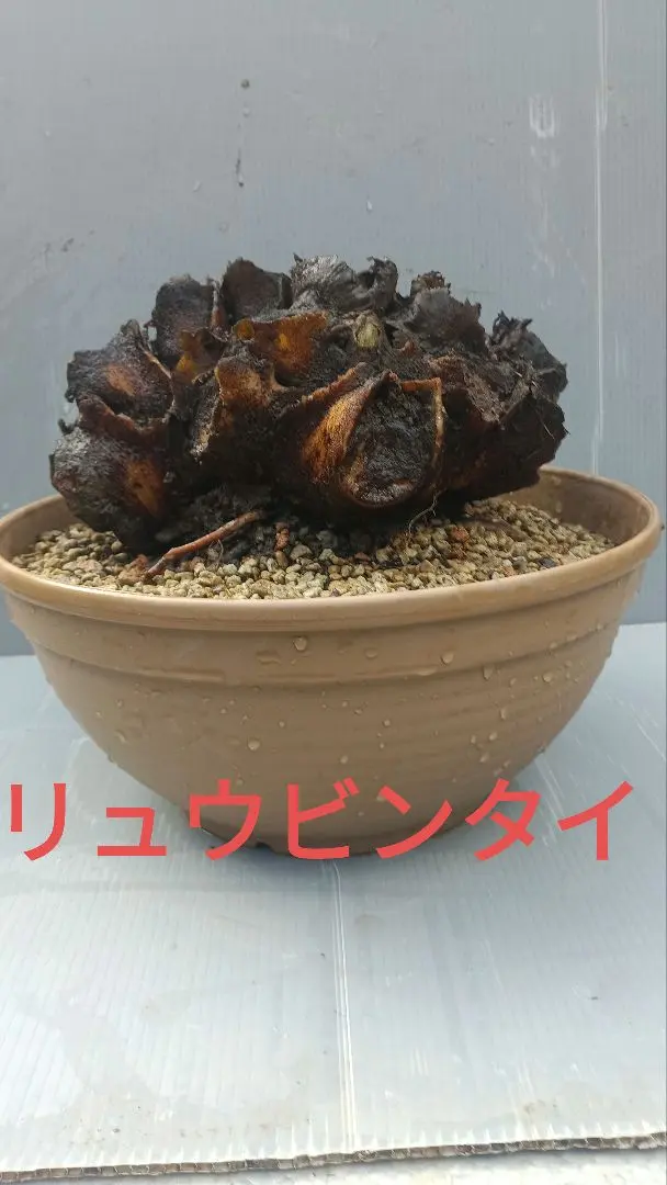 2026年最新】リュウビンタイの人気アイテム - メルカリ