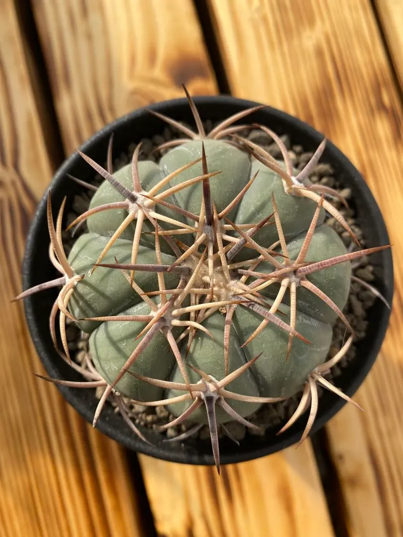 2026年最新】太平丸 サボテンの人気アイテム - メルカリ
