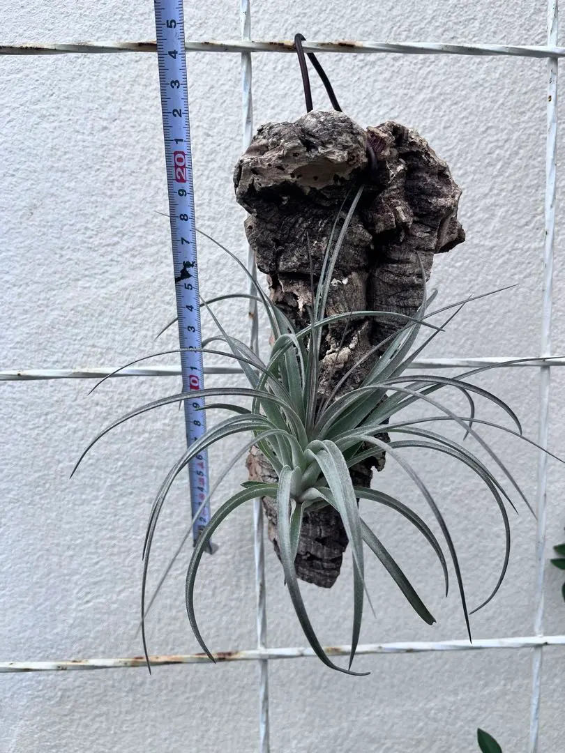 2026年最新】チランジア コットンキャンディの人気アイテム - メルカリ