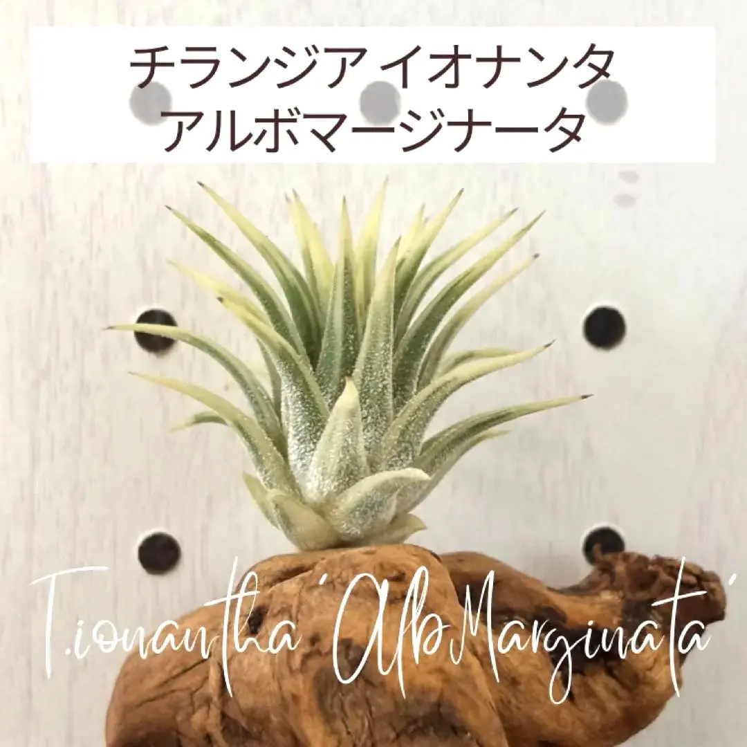 2026年最新】イオナンタ アルボの人気アイテム - メルカリ