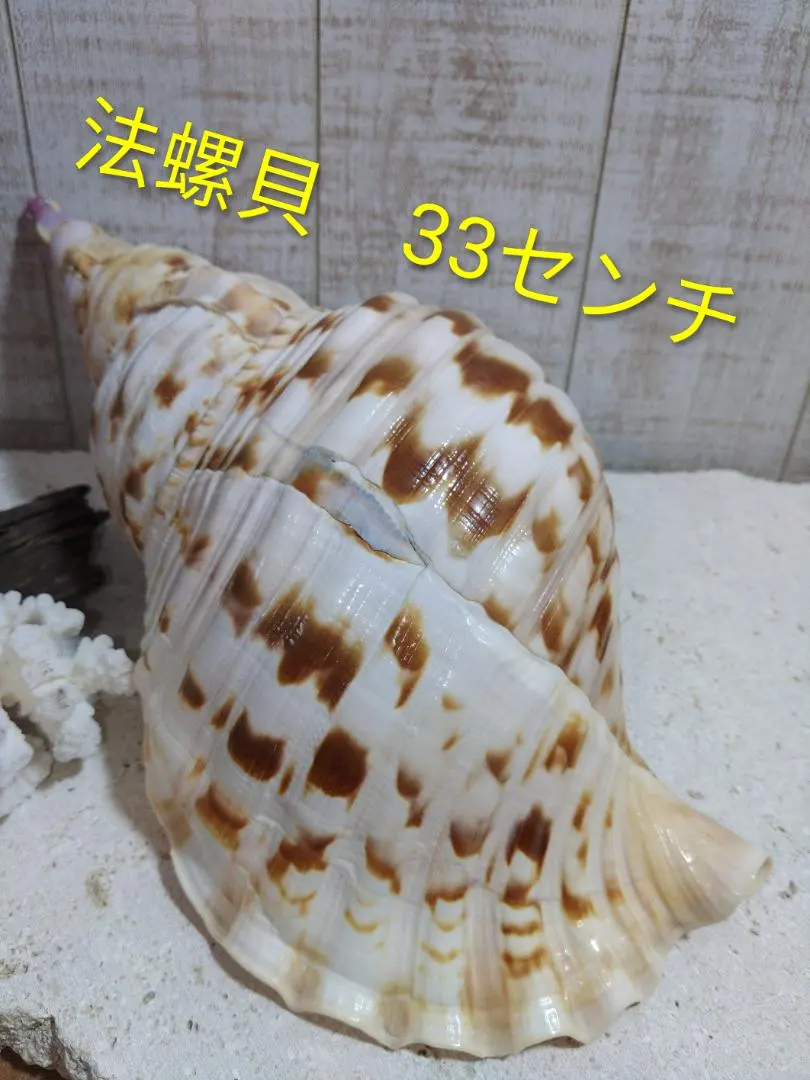 2026年最新】沖縄の法螺貝 ほら貝の人気アイテム - メルカリ