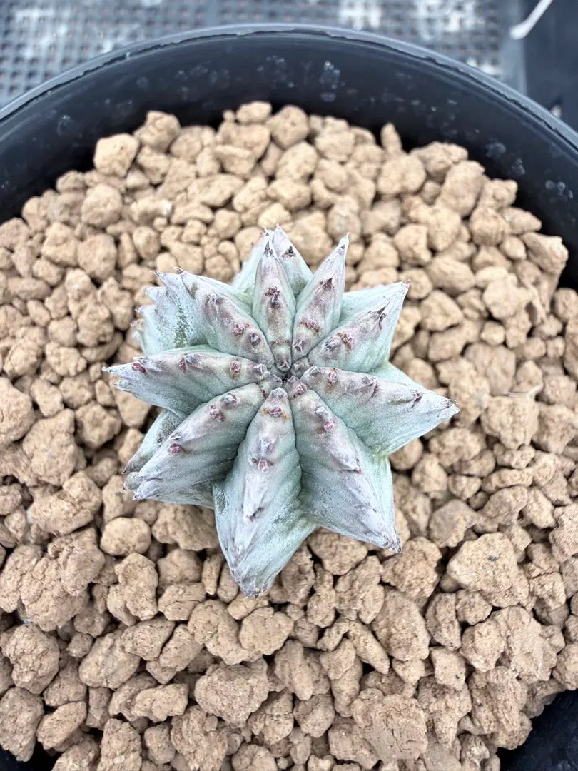 2026年最新】ユーフ ホリダの人気アイテム - メルカリ