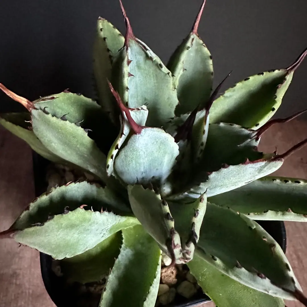 2026年最新】アガベ キュービック錦の人気アイテム - メルカリ