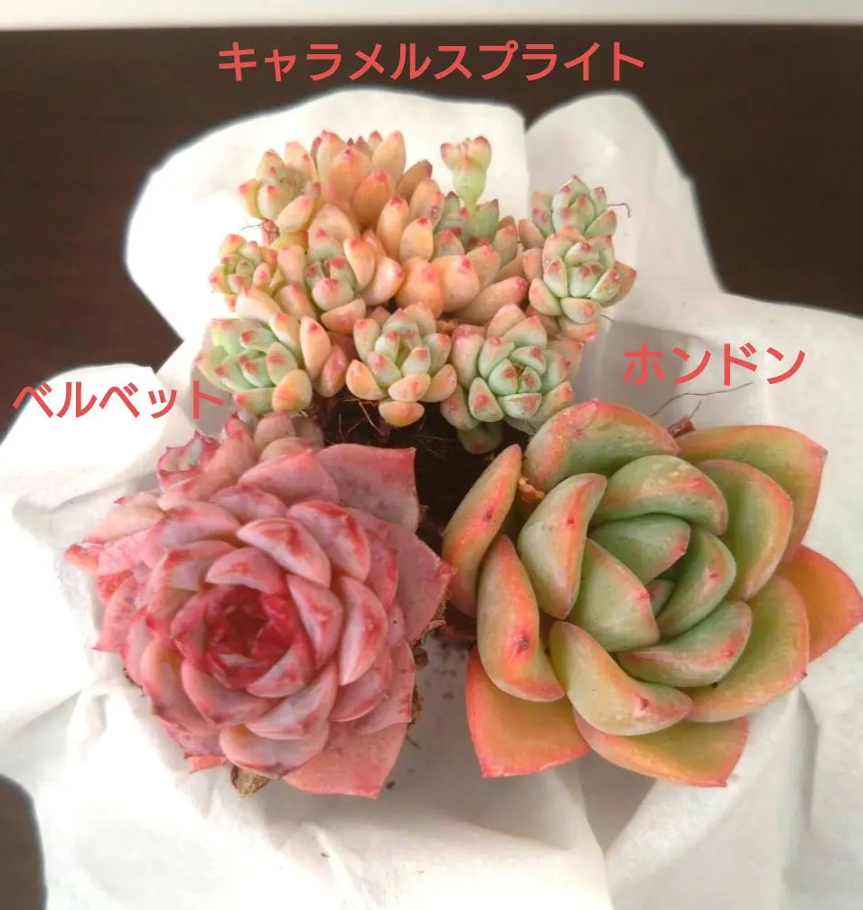 2026年最新】キャラメルスプライト 多肉の人気アイテム - メルカリ