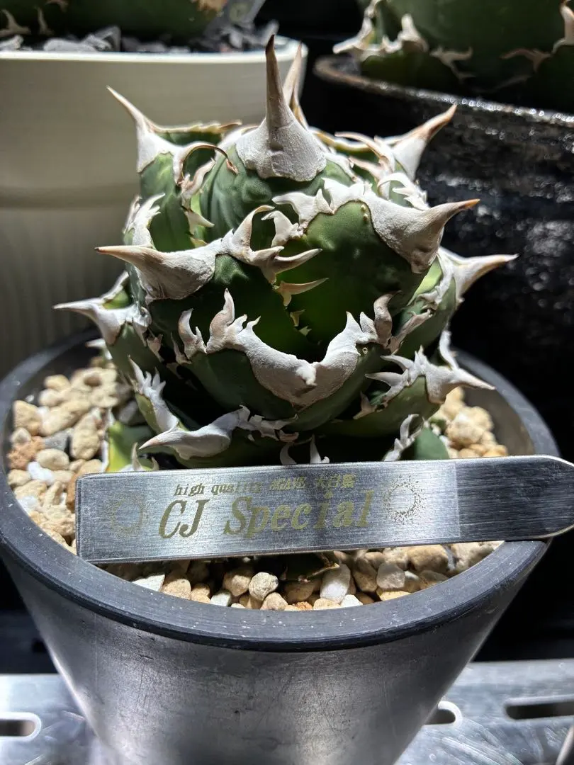 2026年最新】CJSpecialの人気アイテム - メルカリ