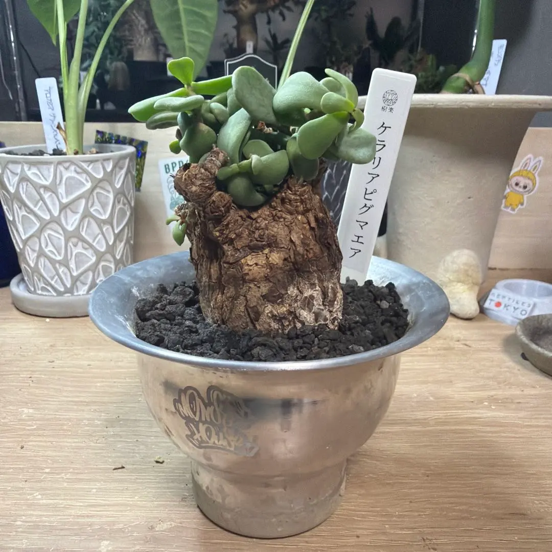 2026年最新】ピグマエア 現地球の人気アイテム - メルカリ