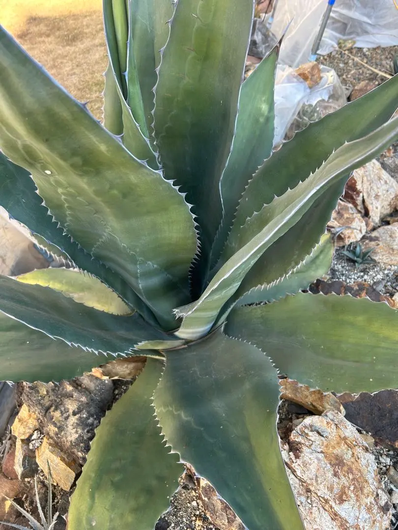 2026年最新】アガベ ミラビリスの人気アイテム - メルカリ