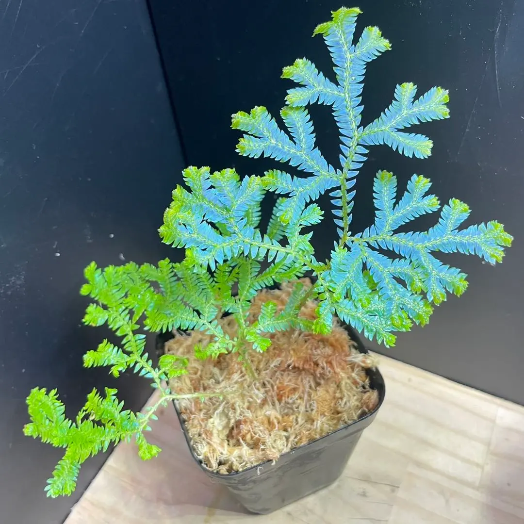 2026年最新】セラギネラ サイアメンシスの人気アイテム - メルカリ