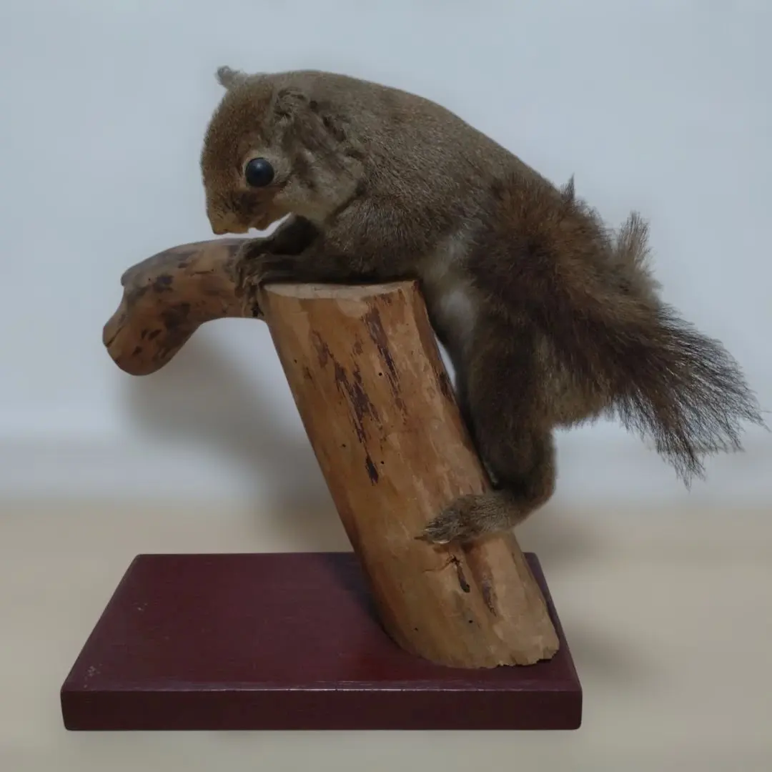 2026年最新】リス 剥製の人気アイテム - メルカリ