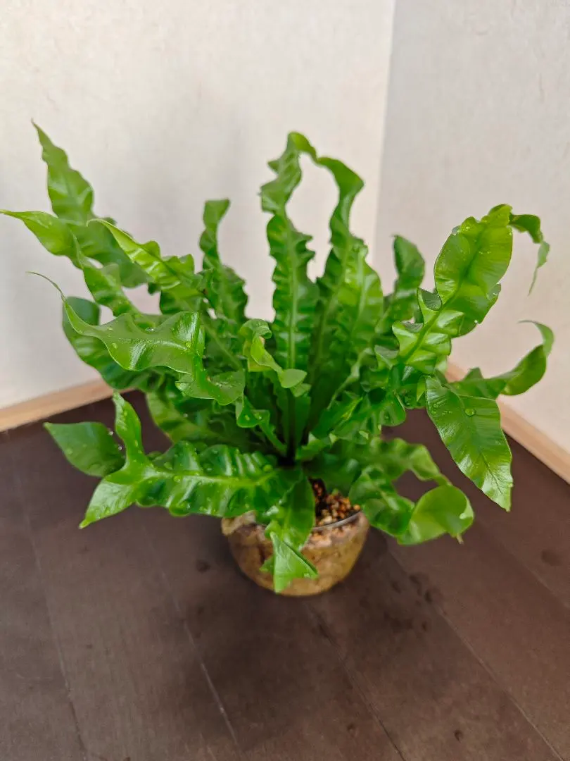 2026年最新】アスプレニウム コブラの人気アイテム - メルカリ