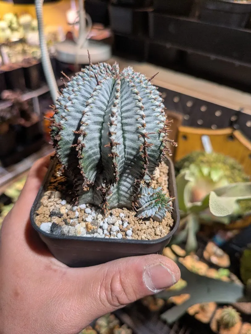 2026年最新】ユーフォルビア ホリダ ゼブラの人気アイテム - メルカリ