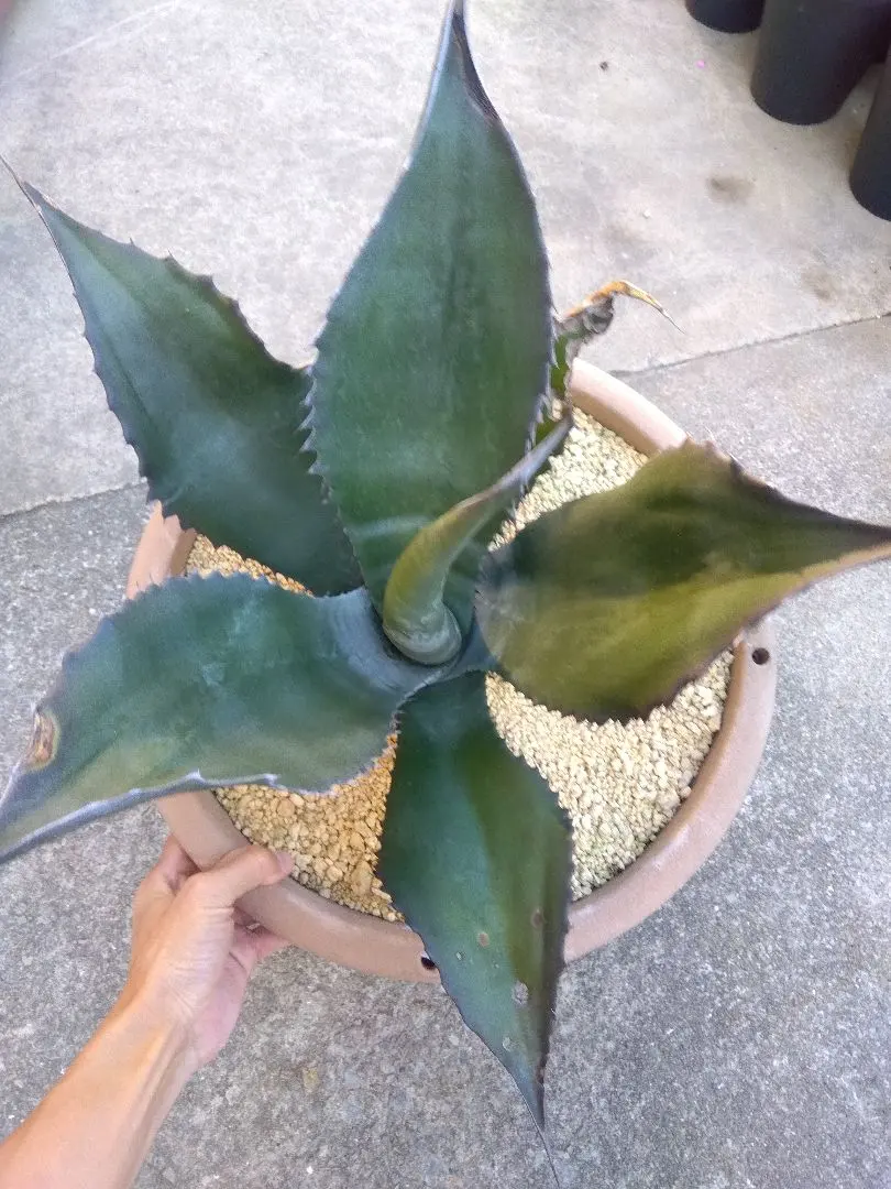 2026年最新】アガベ ミラビリスの人気アイテム - メルカリ