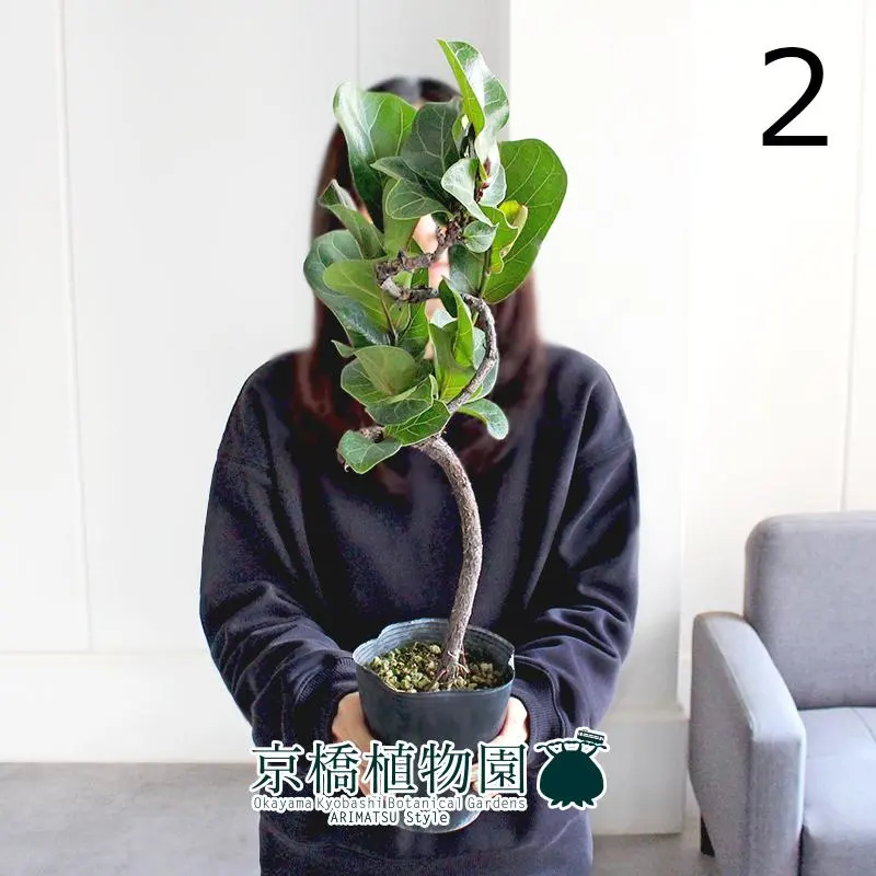 2026年最新】カシワバゴムの木の人気アイテム - メルカリ