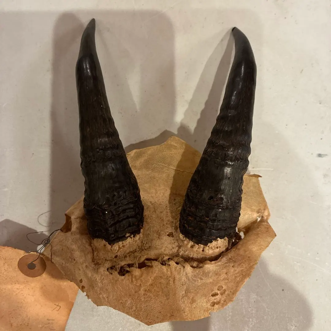 2026年最新】カモシカ 角の人気アイテム - メルカリ