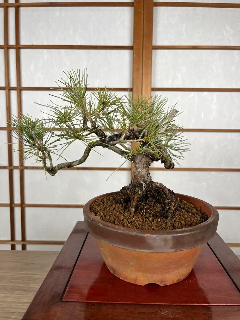 2026年最新】那須五葉松の人気アイテム - メルカリ