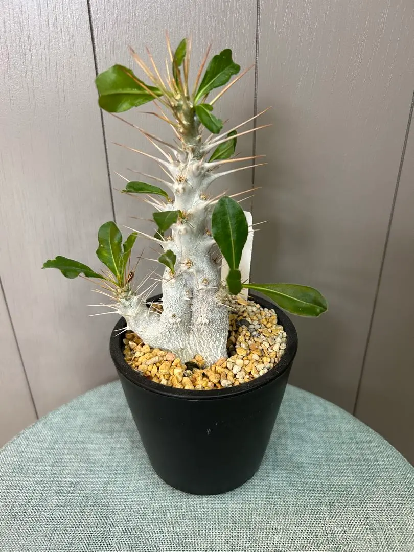 2026年最新】サンデルシー パキポディウムの人気アイテム - メルカリ