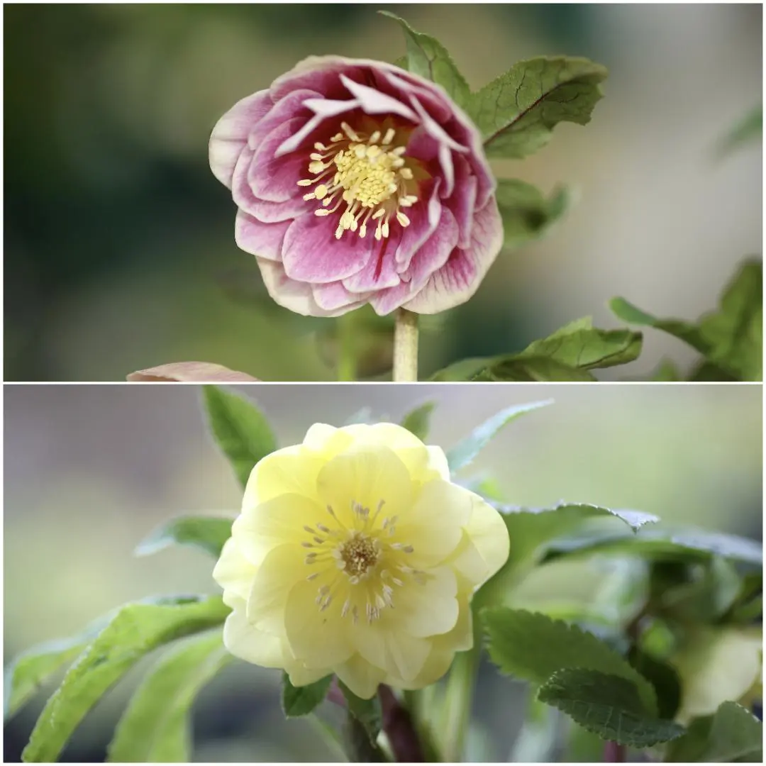 2026年最新】かぐや姫 クリスマスローズの人気アイテム - メルカリ