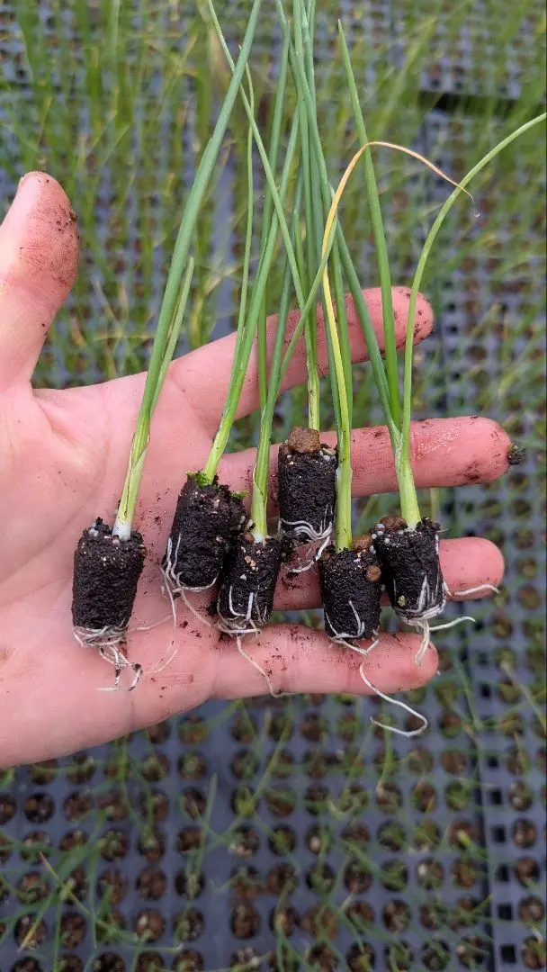 2026年最新】ホワイトベアー 玉ねぎの人気アイテム - メルカリ