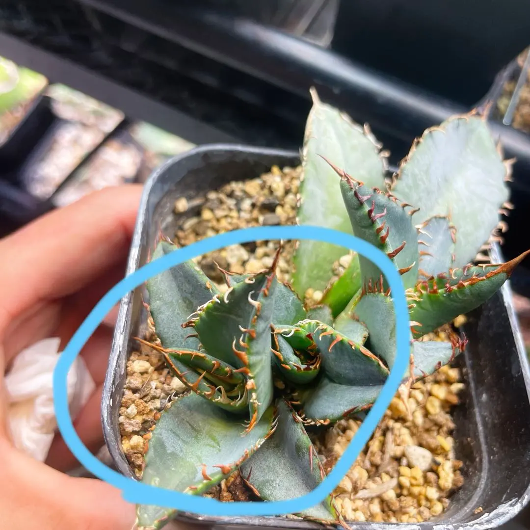 2026年最新】アガベ チタノタブルー 実生選抜の人気アイテム - メルカリ