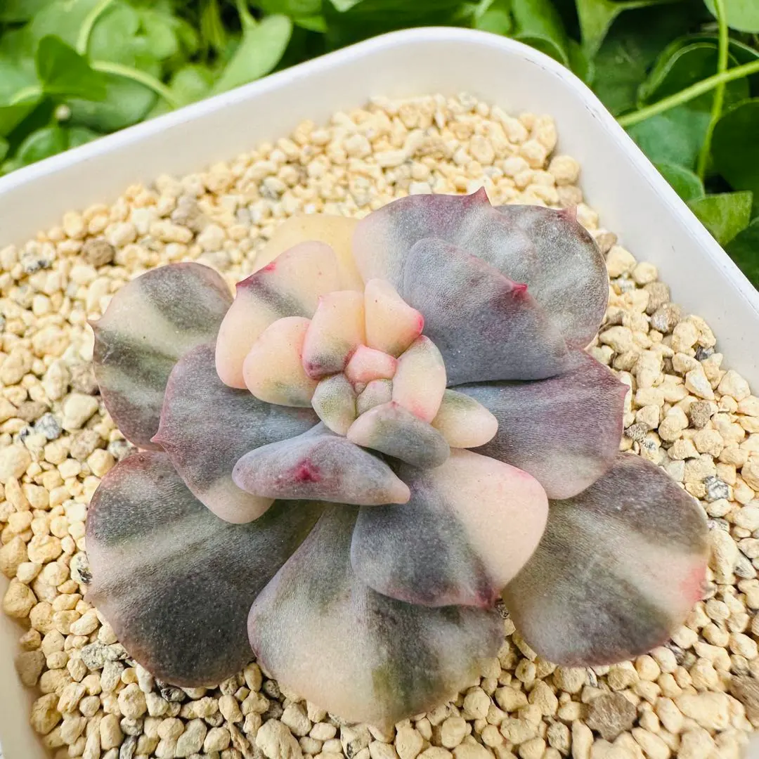 2026年最新】キュービックフロストの人気アイテム - メルカリ