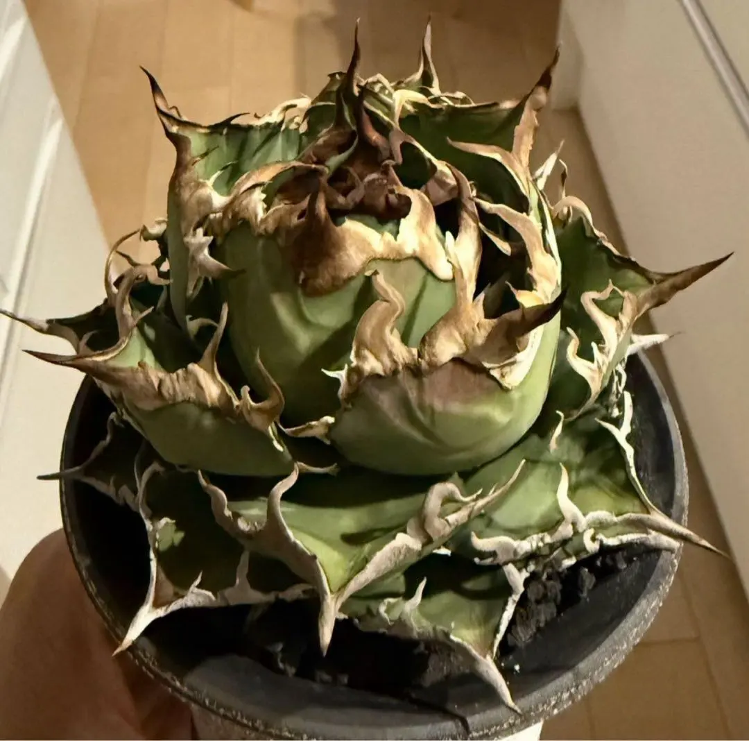 2026年最新】アリゾナアンビションの人気アイテム - メルカリ