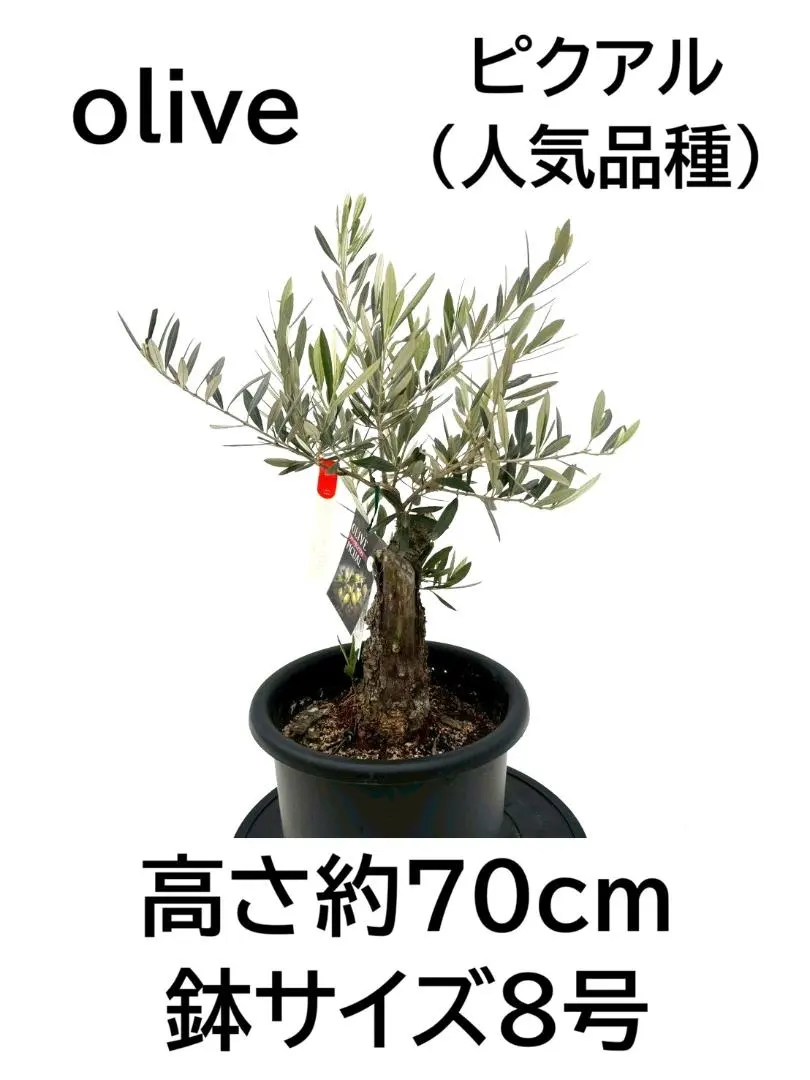 2026年最新】オリーブの木 ピクアルの人気アイテム - メルカリ