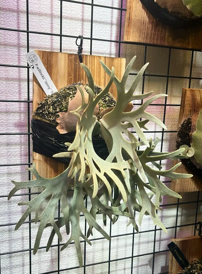 2026年最新】JeNny tcの人気アイテム - メルカリ