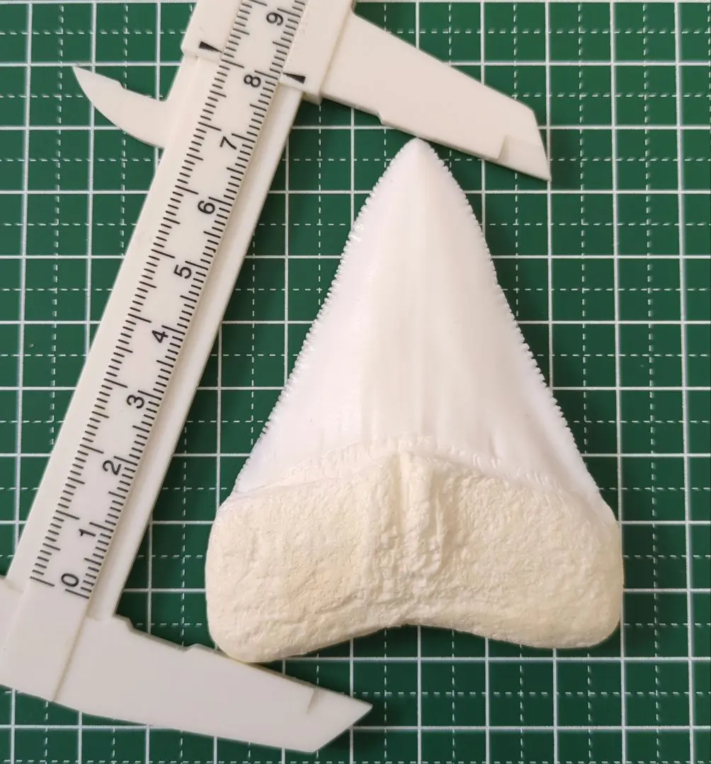 2026年最新】ホホジロザメの歯の人気アイテム - メルカリ