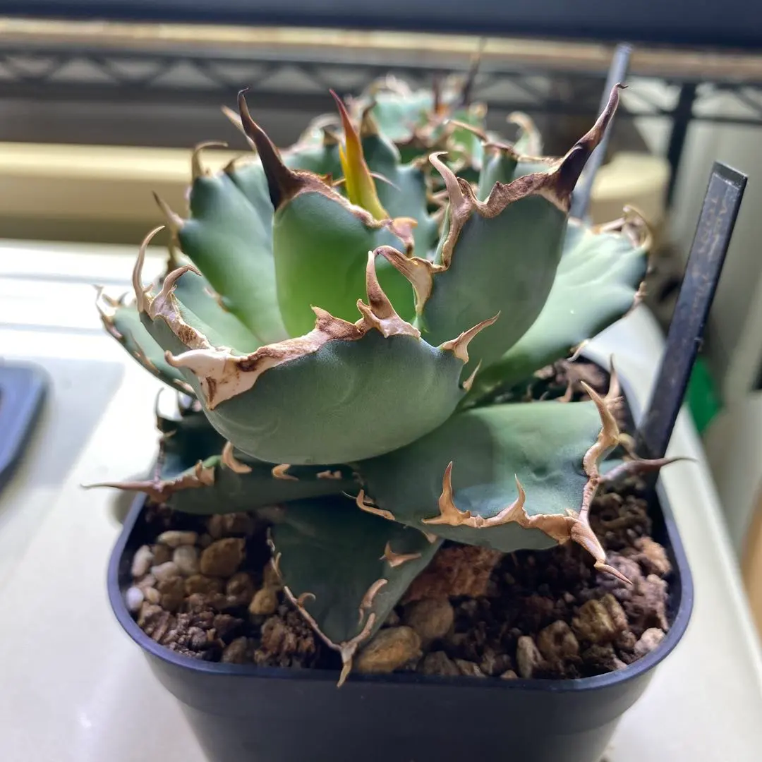 2026年最新】海豹 アガベの人気アイテム - メルカリ