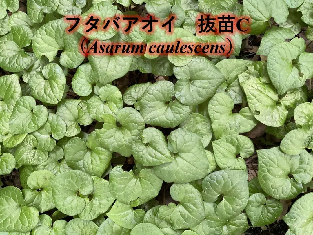 2026年最新】フタバアオイの人気アイテム - メルカリ