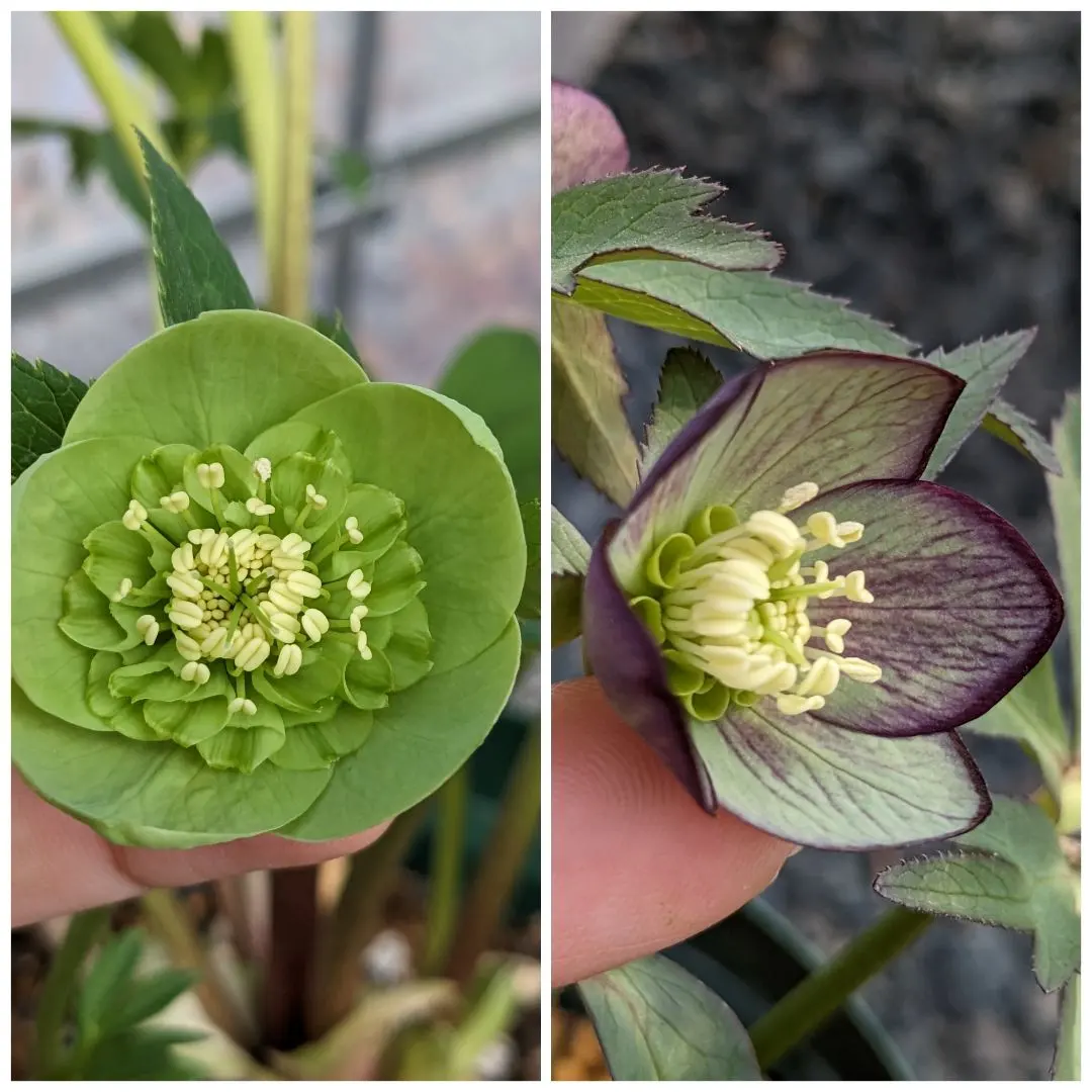 2026年最新】トルカータスの人気アイテム - メルカリ