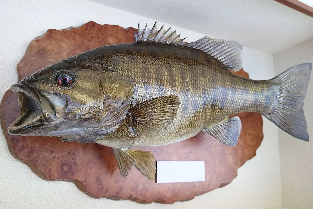 2026年最新】ブラックバス剥製の人気アイテム - メルカリ