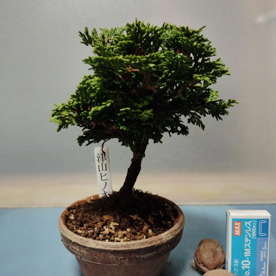 2026年最新】津山檜盆栽の人気アイテム - メルカリ