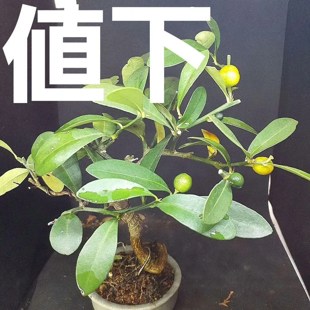 2026年最新】キンズ 盆栽の人気アイテム - メルカリ