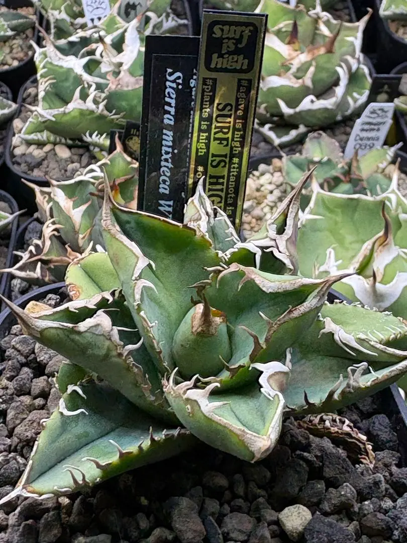 2026年最新】シエラミクスティカの人気アイテム - メルカリ