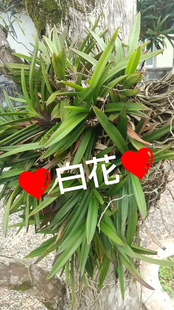 2026年最新】風蘭 大株の人気アイテム - メルカリ